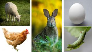 Bilder av forskjellige dyr