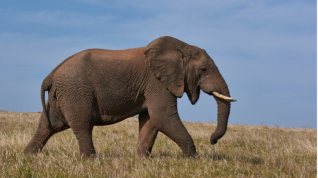 elefant